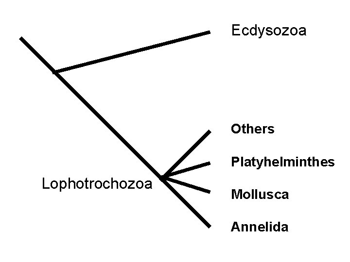 Ecdysozoa Others Platyhelminthes Lophotrochozoa Mollusca Annelida 