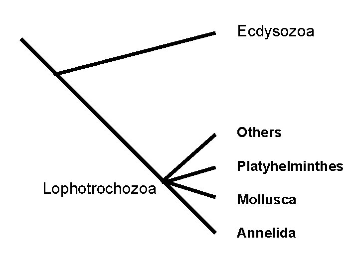 Ecdysozoa Others Platyhelminthes Lophotrochozoa Mollusca Annelida 