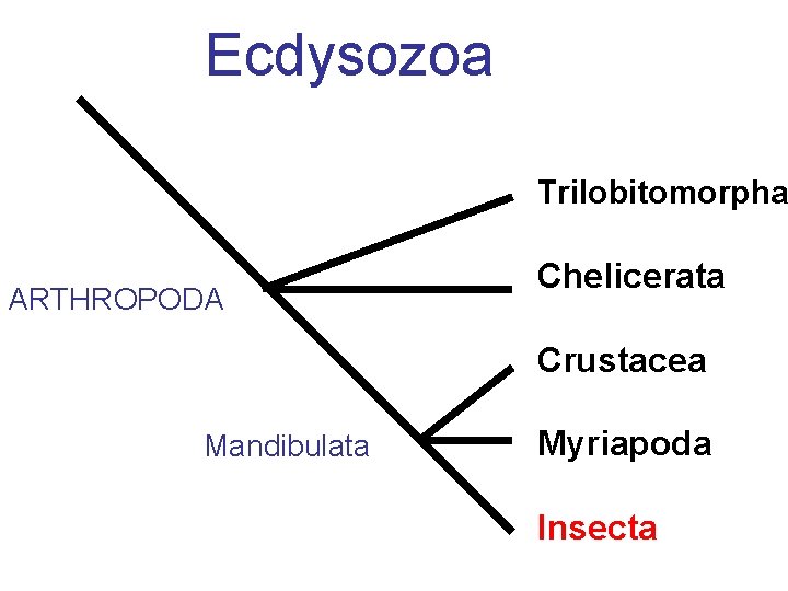 Ecdysozoa Trilobitomorpha ARTHROPODA Chelicerata Crustacea Mandibulata Myriapoda Insecta 