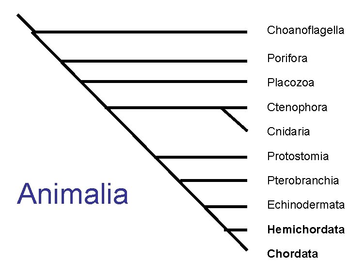 Choanoflagella Porifora Placozoa Ctenophora Cnidaria Protostomia Animalia Pterobranchia Echinodermata Hemichordata Chordata 