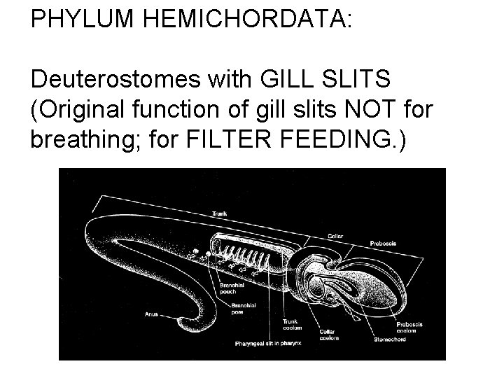 PHYLUM HEMICHORDATA: Deuterostomes with GILL SLITS (Original function of gill slits NOT for breathing;