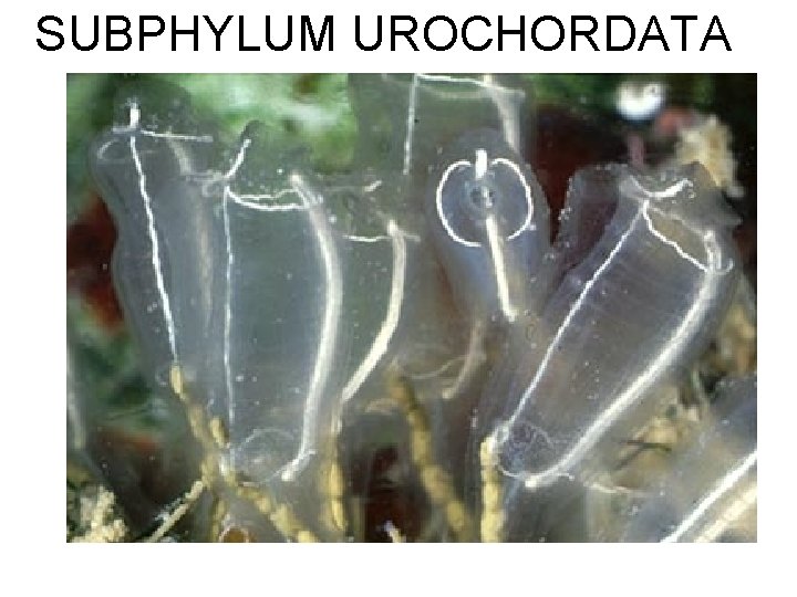 SUBPHYLUM UROCHORDATA 