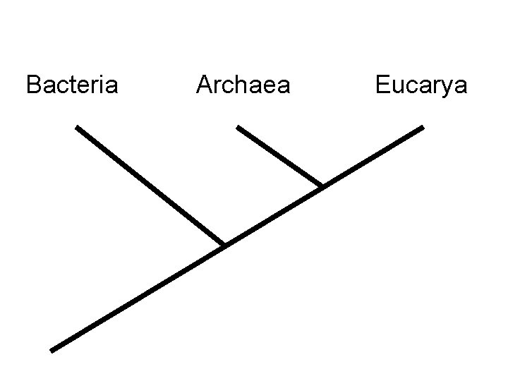 Bacteria Archaea Eucarya 