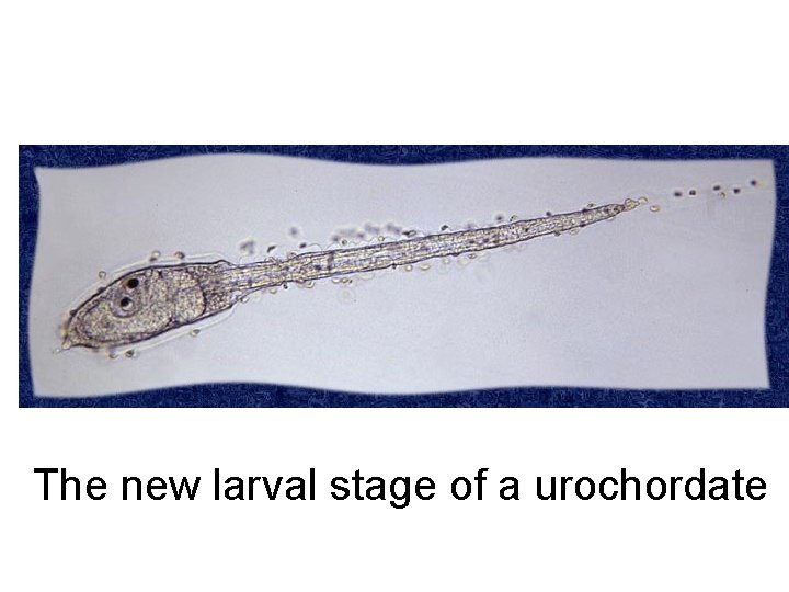 The new larval stage of a urochordate 