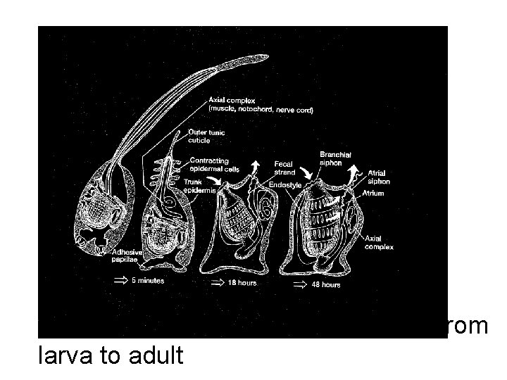 UROCHORDATE: Metamorphosis from larva to adult 