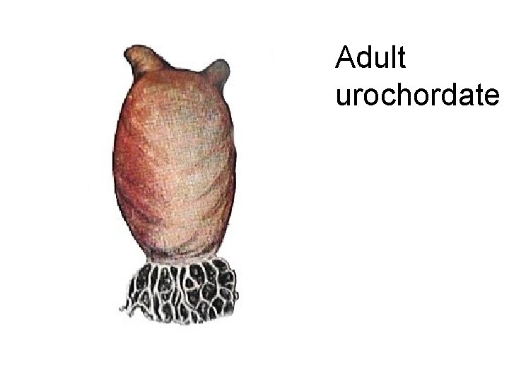 Adult urochordate 