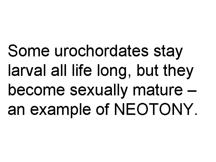 Some urochordates stay larval all life long, but they become sexually mature – an