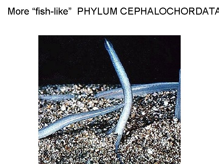 More “fish-like” PHYLUM CEPHALOCHORDATA 