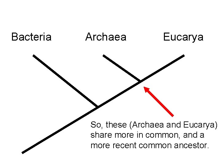 Bacteria Archaea Eucarya So, these (Archaea and Eucarya) share more in common, and a