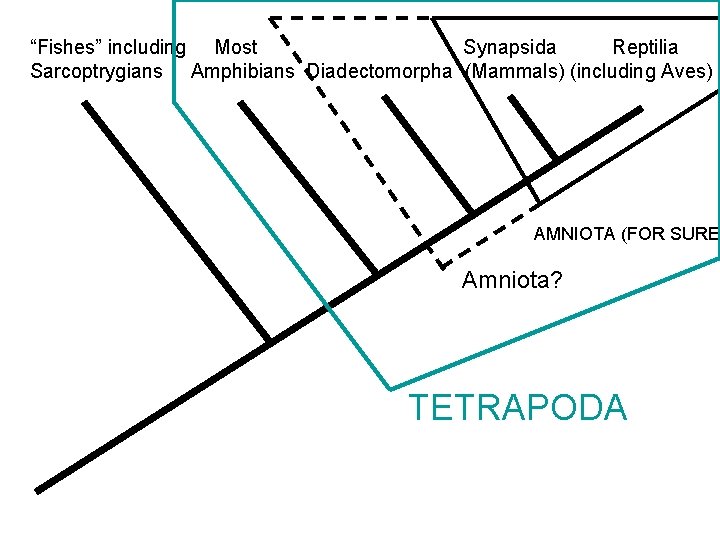 “Fishes” including Most Synapsida Reptilia Sarcoptrygians Amphibians Diadectomorpha (Mammals) (including Aves) AMNIOTA (FOR SURE)