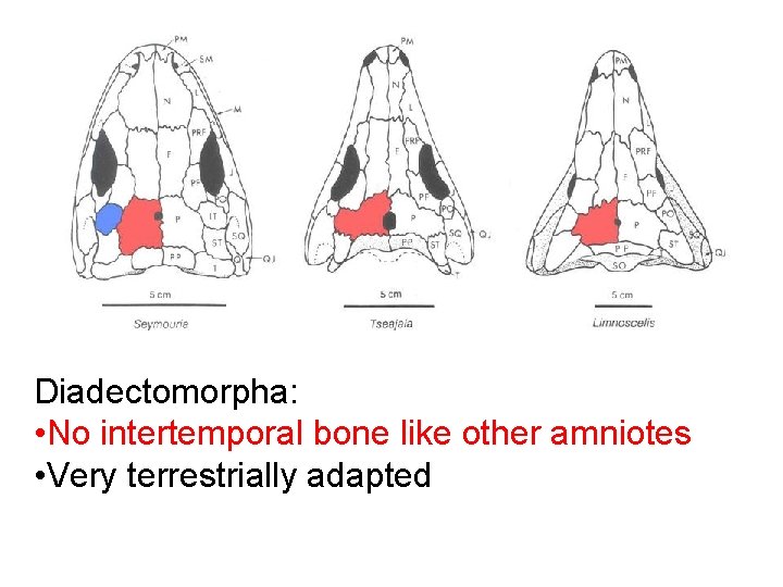 Diadectomorpha: • No intertemporal bone like other amniotes • Very terrestrially adapted 
