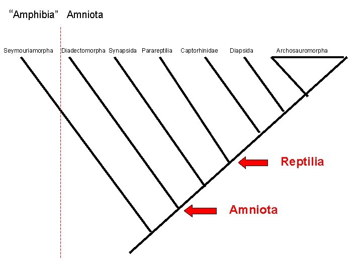 “Amphibia” Amniota Seymouriamorpha Diadectomorpha Synapsida Parareptilia Captorhinidae Diapsida Archosauromorpha Reptilia Amniota 