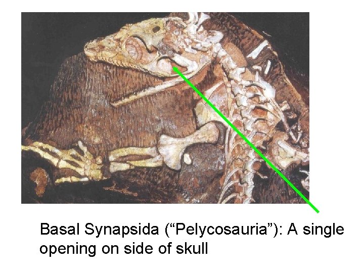 Basal Synapsida (“Pelycosauria”): A single opening on side of skull 