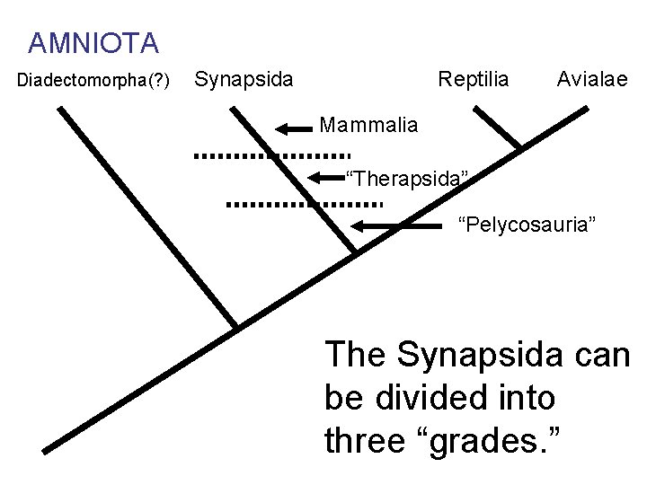 AMNIOTA Diadectomorpha(? ) Synapsida Reptilia Avialae Mammalia “Therapsida” “Pelycosauria” The Synapsida can be divided