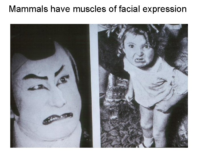 Mammals have muscles of facial expression 