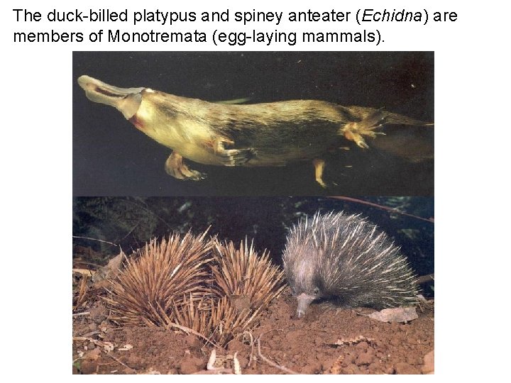 The duck-billed platypus and spiney anteater (Echidna) are members of Monotremata (egg-laying mammals). 