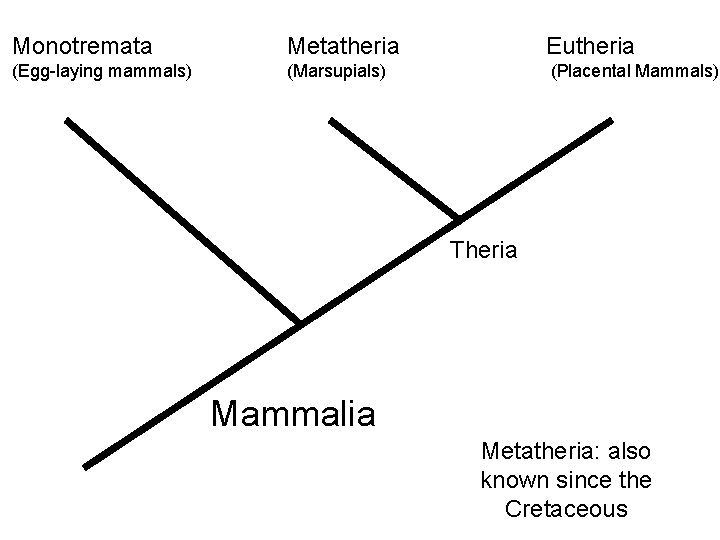 Monotremata Metatheria Eutheria (Egg-laying mammals) (Marsupials) (Placental Mammals) Theria Mammalia Metatheria: also known since