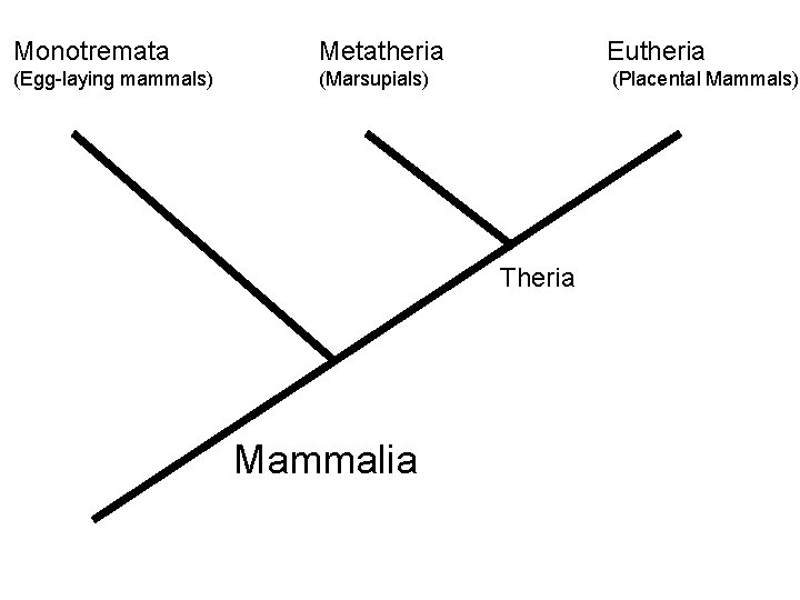 Monotremata Metatheria Eutheria (Egg-laying mammals) (Marsupials) (Placental Mammals) Theria Mammalia 