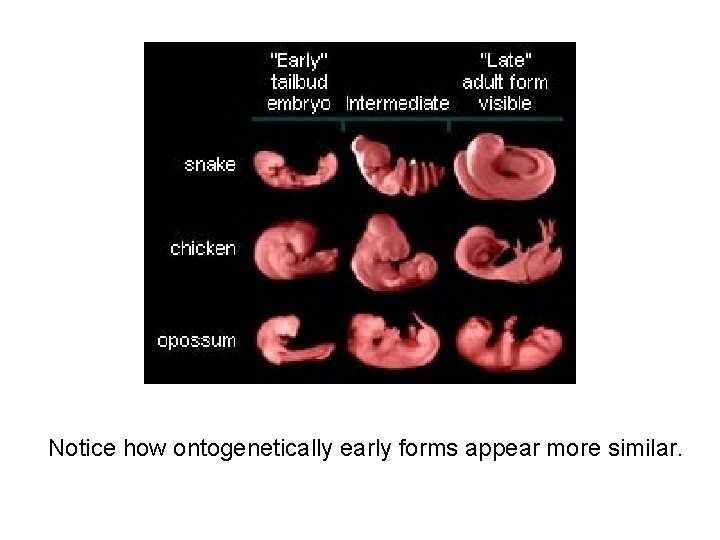 Notice how ontogenetically early forms appear more similar. 