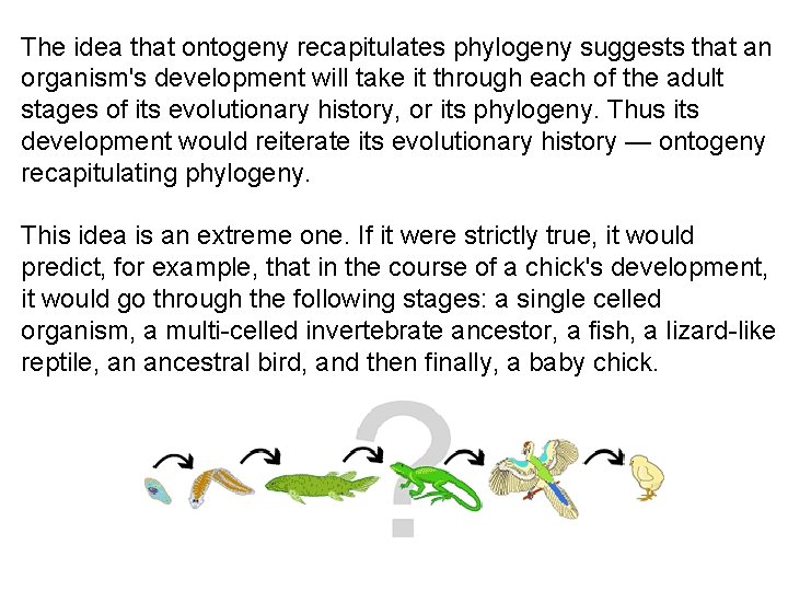 The idea that ontogeny recapitulates phylogeny suggests that an organism's development will take it