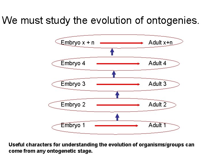 We must study the evolution of ontogenies. Embryo x + n Adult x+n Embryo