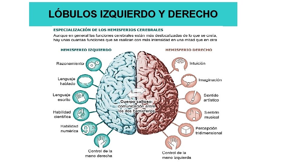 LÓBULOS IZQUIERDO Y DERECHO 