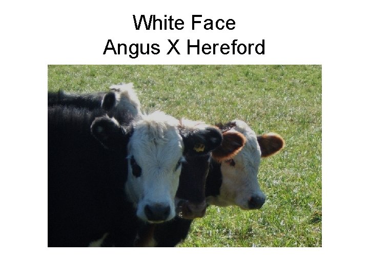 White Face Angus X Hereford 