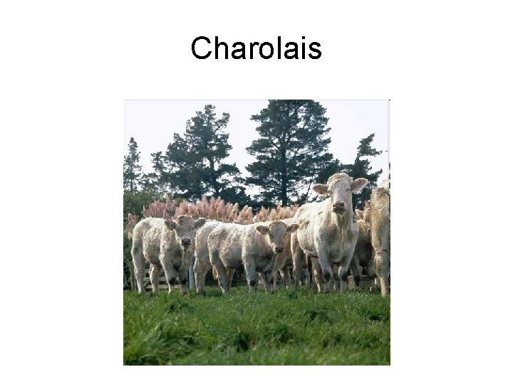 Charolais 