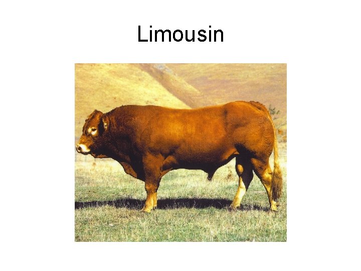 Limousin 