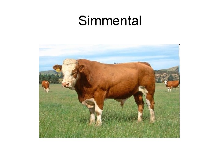 Simmental 