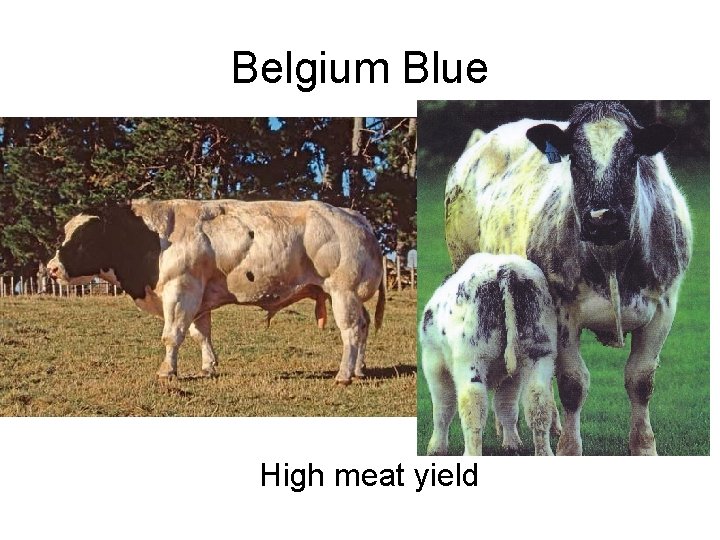 Belgium Blue High meat yield 