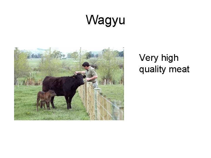 Wagyu Very high quality meat 