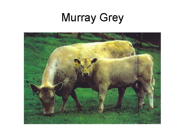 Murray Grey 