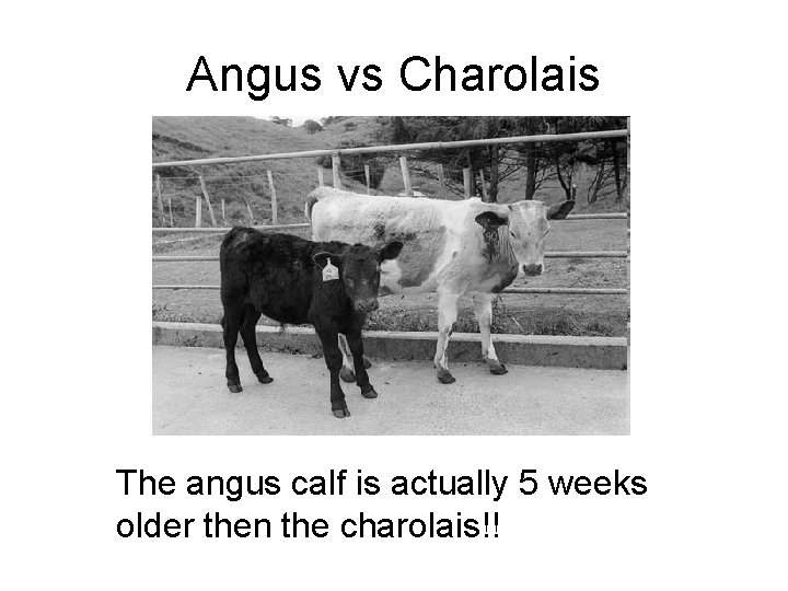 Angus vs Charolais The angus calf is actually 5 weeks older then the charolais!!