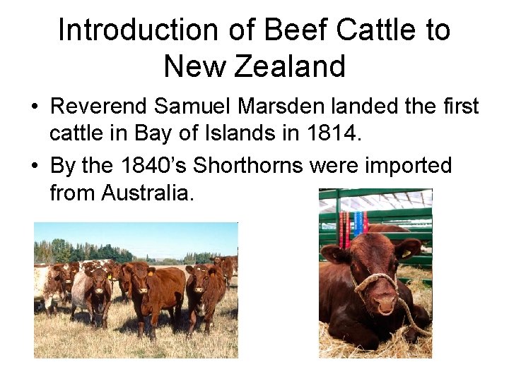 Introduction of Beef Cattle to New Zealand • Reverend Samuel Marsden landed the first