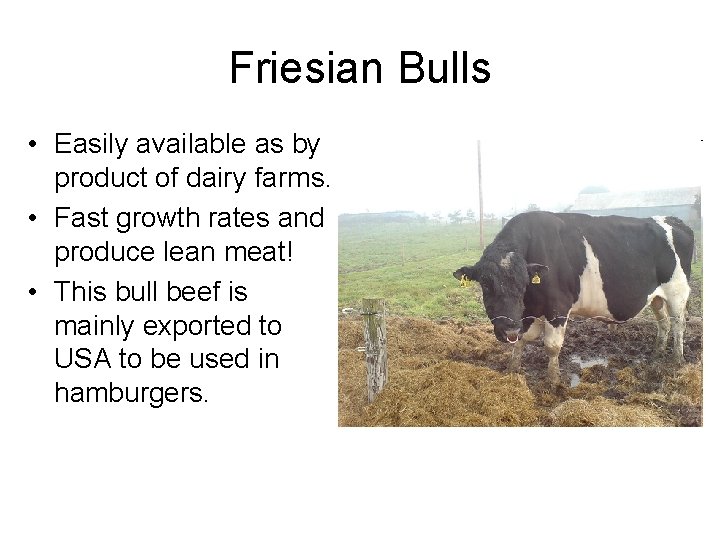 Friesian Bulls • Easily available as by product of dairy farms. • Fast growth