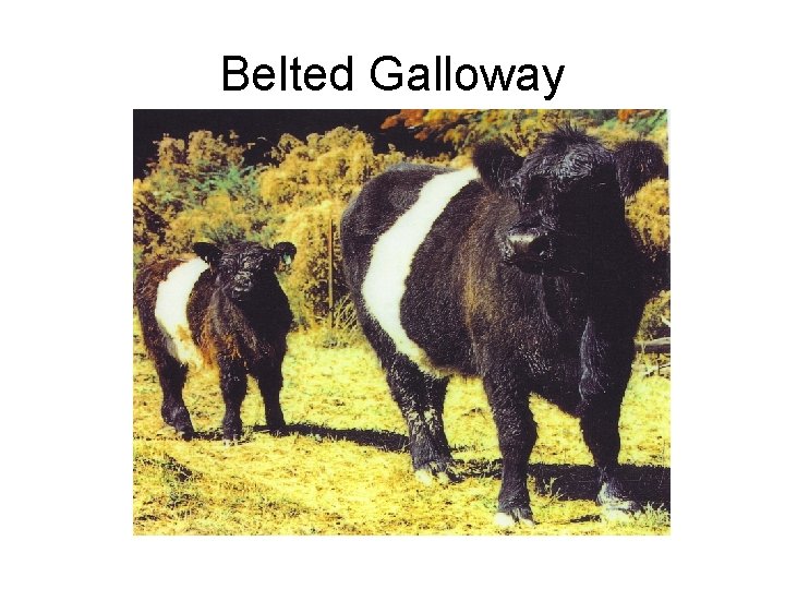 Belted Galloway 