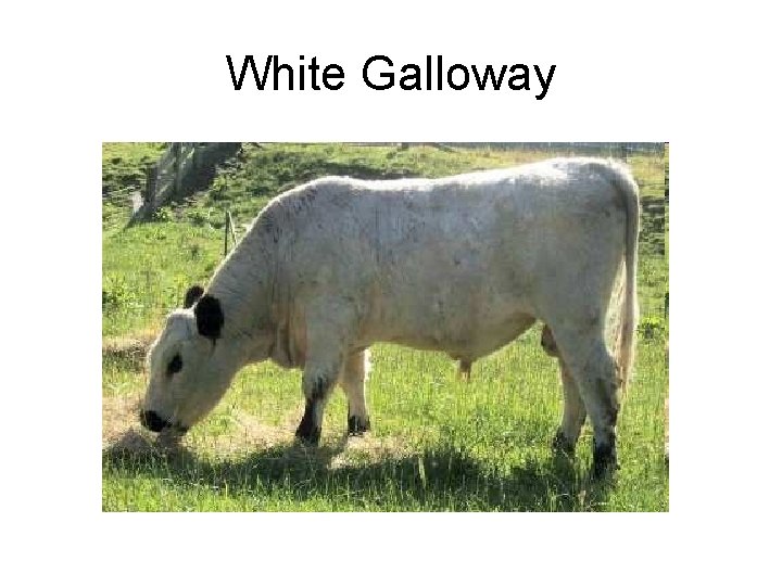 White Galloway 