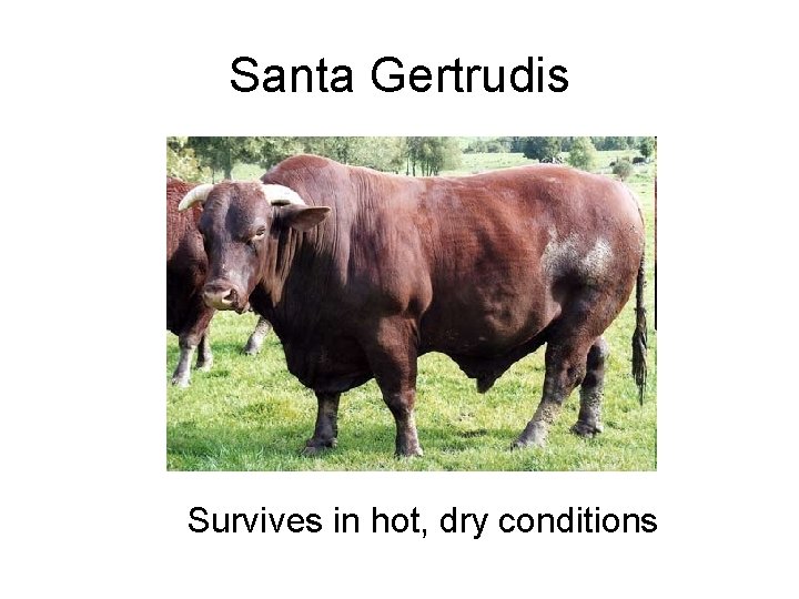 Santa Gertrudis Survives in hot, dry conditions 
