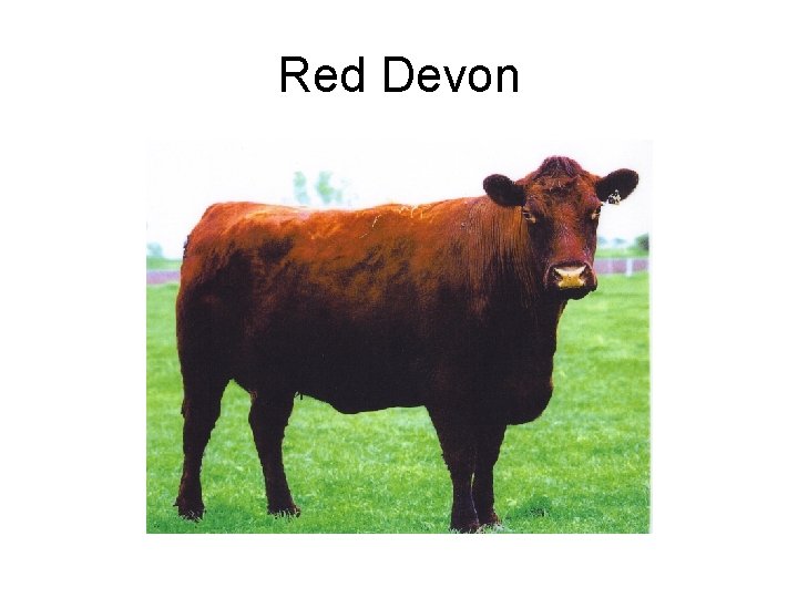 Red Devon 