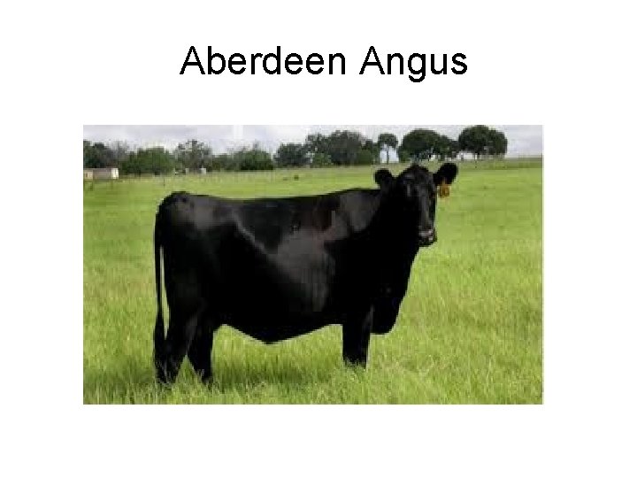 Aberdeen Angus 