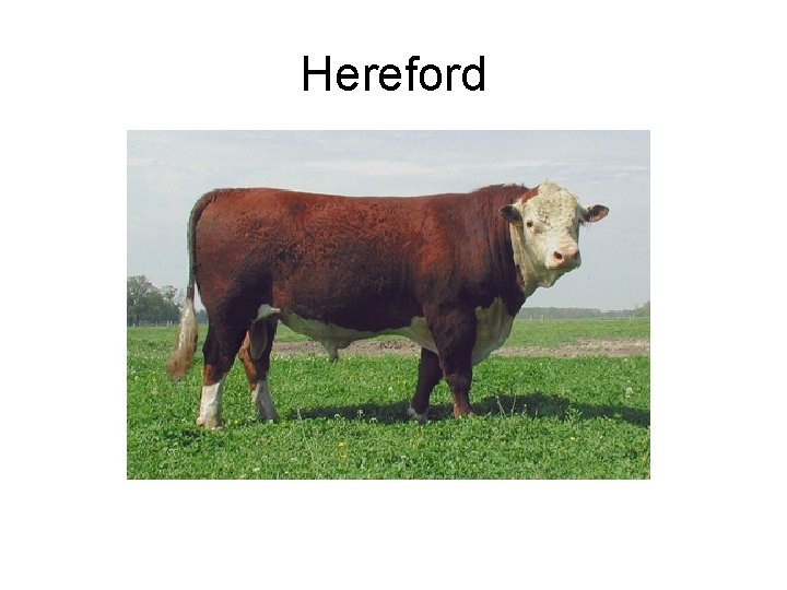 Hereford 