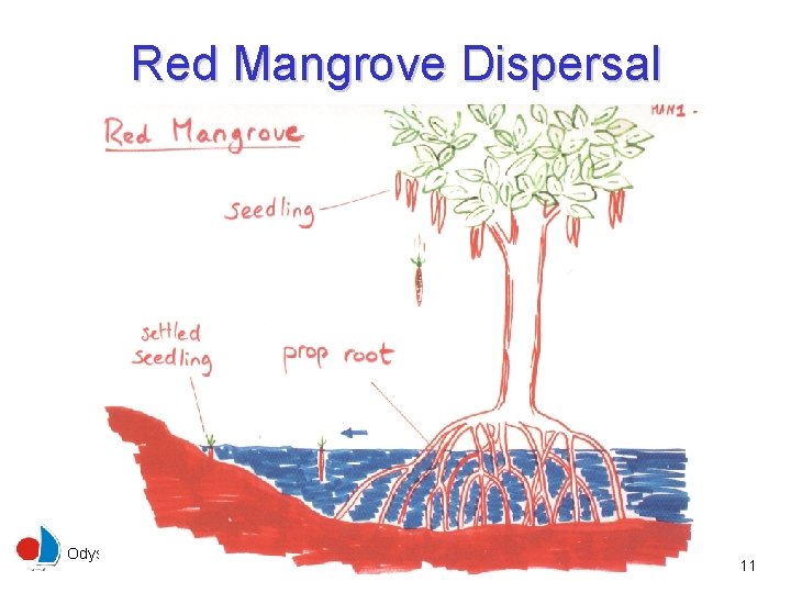 Red Mangrove Dispersal Odyssey Expeditions - Mangroves 11 