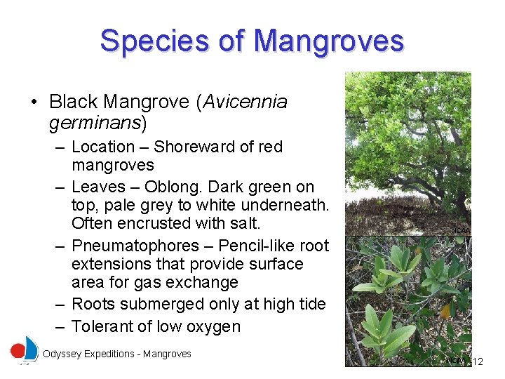 Species of Mangroves • Black Mangrove (Avicennia germinans) – Location – Shoreward of red