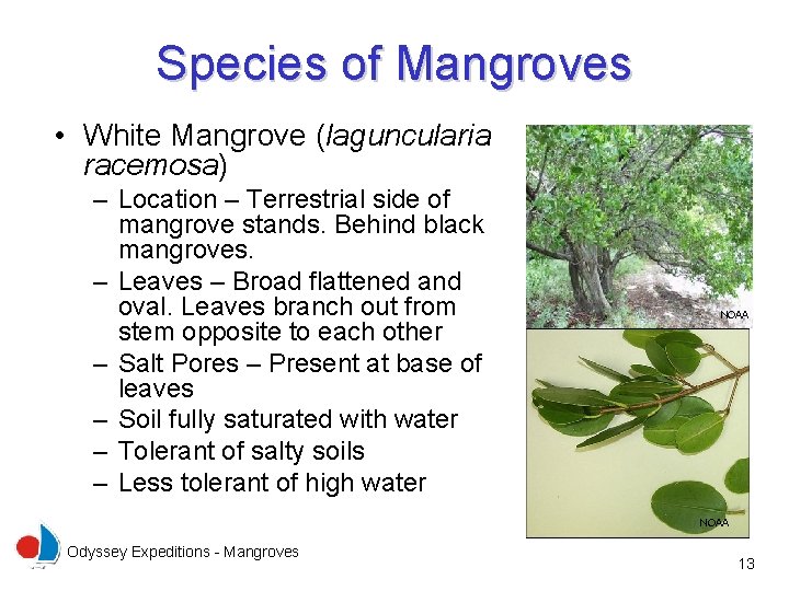 Species of Mangroves • White Mangrove (laguncularia racemosa) – Location – Terrestrial side of