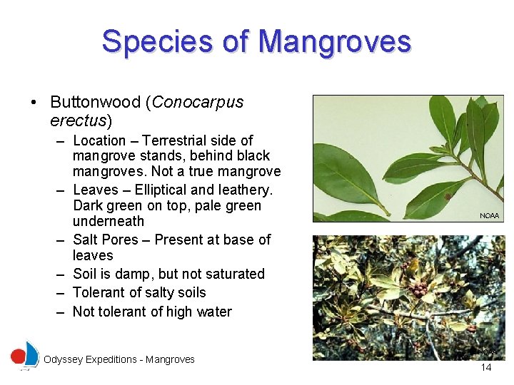 Species of Mangroves • Buttonwood (Conocarpus erectus) – Location – Terrestrial side of mangrove