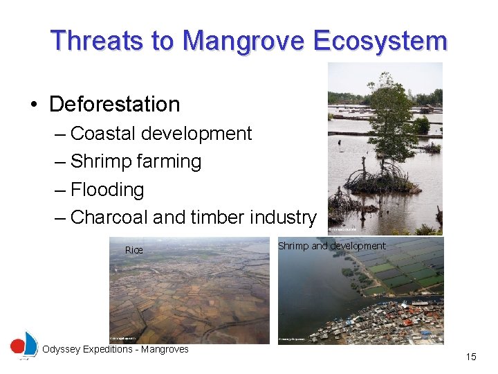 Threats to Mangrove Ecosystem • Deforestation – Coastal development – Shrimp farming – Flooding