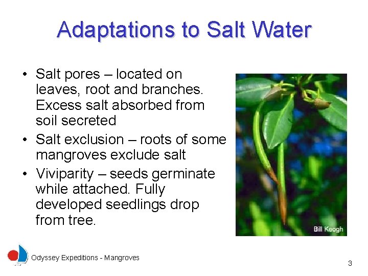 Adaptations to Salt Water • Salt pores – located on leaves, root and branches.