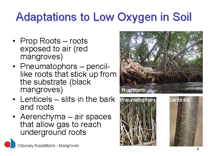 Adaptations to Low Oxygen in Soil • Prop Roots – roots exposed to air