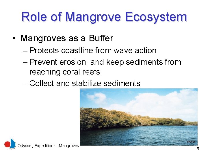 Role of Mangrove Ecosystem • Mangroves as a Buffer – Protects coastline from wave